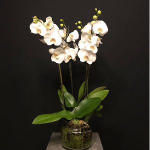 Orquídea Blanca 4 tallos en jarrón de cristal