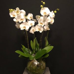 Orquídea Blanca 6 tallos en jarrón de cristal