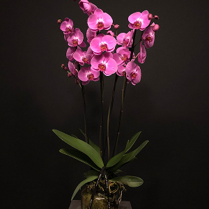 Orquídea Rosa 4 tallos en jarrón de cristal