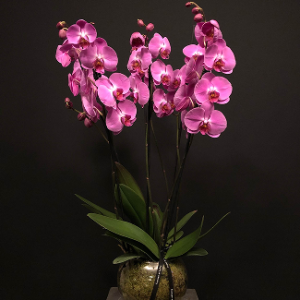 Orquídea Rosa 6 tallos en jarrón de cristal